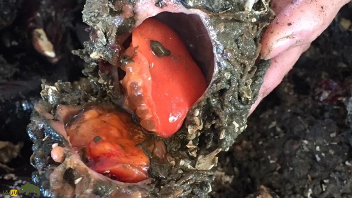 پیورا شیلنسیس: فرازمینیترین موجود جهان که کاملا سنگ است، اما قابل خوردن و هنگام بریدن صدای جیغ میدهد پیورا شیلنسیس