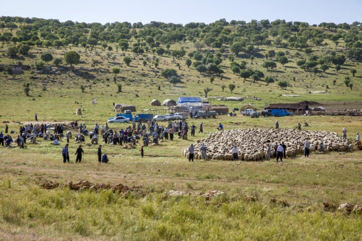 تصاویر | جاده چالوس برای عبور گاوها و گوسفندها بسته شد! تصاویر | جاده چالوس برای عبور گاوها و گوسفندها بسته شد!