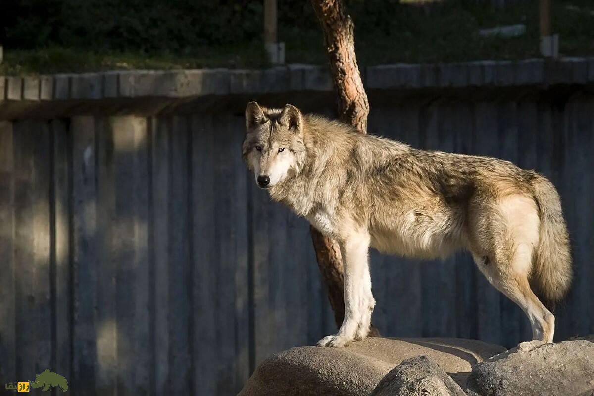 گرگ دره مکنزی؛ خطرناکترین گرگ جهان با دو متر طول و مدفوع بنفش که صدای زوزهاش تا ۱۵ کیلومتر میرود