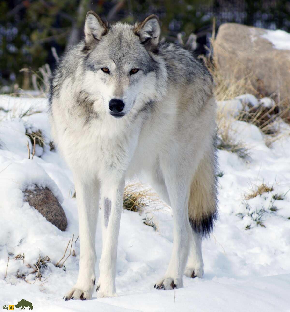گرگ دره مکنزی: خطرناکترین گرگ جهان با یک دو متر طول و مدفوع بنفش که صدای زوزهاش تا ۱۵ کیلومتر میرود گرگ دره مکنزی
