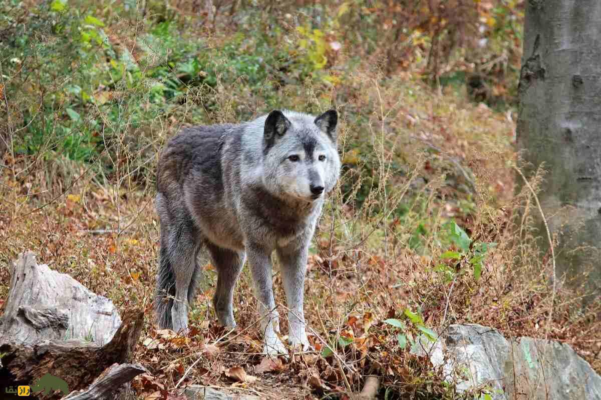 گرگ دره مکنزی: خطرناکترین گرگ جهان با یک دو متر طول و مدفوع بنفش که صدای زوزهاش تا ۱۵ کیلومتر میرود گرگ دره مکنزی