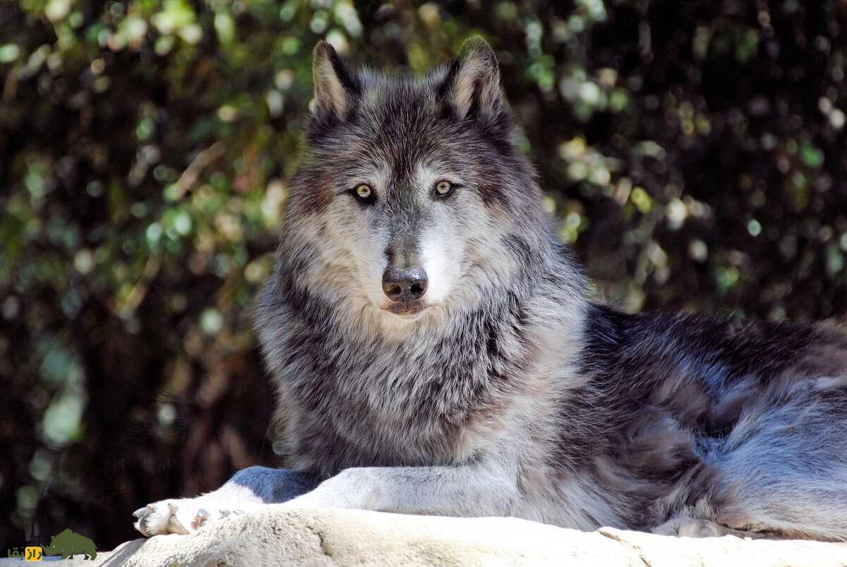 گرگ دره مکنزی: خطرناکترین گرگ جهان با یک دو متر طول و مدفوع بنفش که صدای زوزهاش تا ۱۵ کیلومتر میرود گرگ دره مکنزی