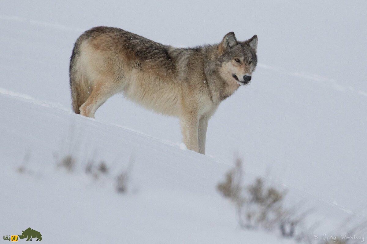 گرگ دره مکنزی: خطرناکترین گرگ جهان با یک دو متر طول و مدفوع بنفش که صدای زوزهاش تا ۱۵ کیلومتر میرود گرگ دره مکنزی