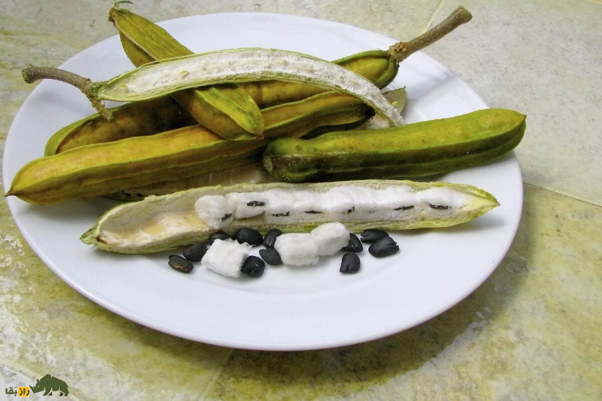 لوبیای بستنی؛ میوهای ناشناخته، شیرین و مغذی که طعم بستنی وانیلی دارد! لوبیای بستنی؛ میوهای ناشناخته، شیرین و مغذی که طعم بستنی وانیلی دارد!