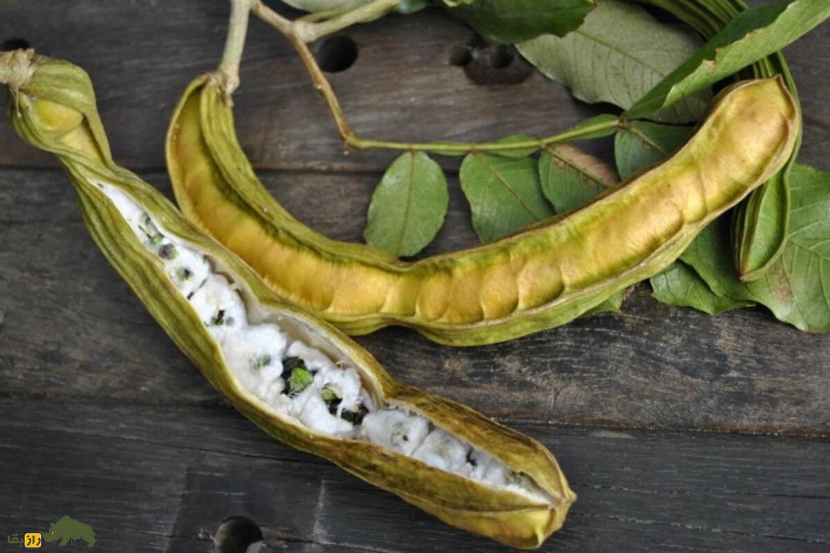 لوبیای بستنی؛ میوهای ناشناخته، شیرین و مغذی که طعم بستنی وانیلی دارد! لوبیای بستنی؛ میوهای ناشناخته، شیرین و مغذی که طعم بستنی وانیلی دارد!