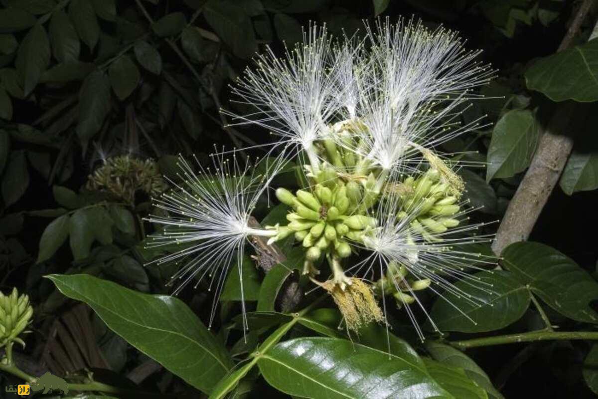 لوبیای بستنی؛ میوهای ناشناخته، شیرین و مغذی که طعم بستنی وانیلی دارد! لوبیای بستنی؛ میوهای ناشناخته، شیرین و مغذی که طعم بستنی وانیلی دارد!