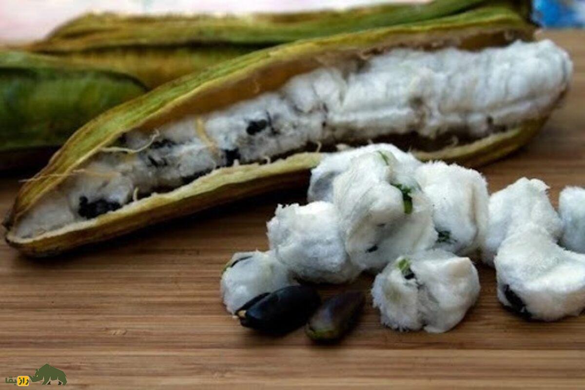 لوبیای بستنی؛ میوهای ناشناخته، شیرین و مغذی که طعم بستنی وانیلی دارد! لوبیای بستنی؛ میوهای ناشناخته، شیرین و مغذی که طعم بستنی وانیلی دارد!