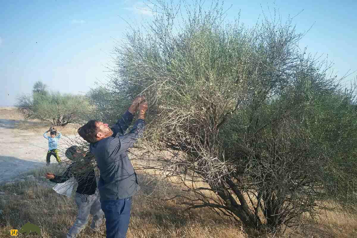 الوک؛ میوهای تلخ و خاص با خواص دارویی که بهترین جایگزین آجیلهای معمولی است الوک؛ میوهای تلخ و خاص با خواص دارویی که بهترین جایگزین آجیلهای معمولی است