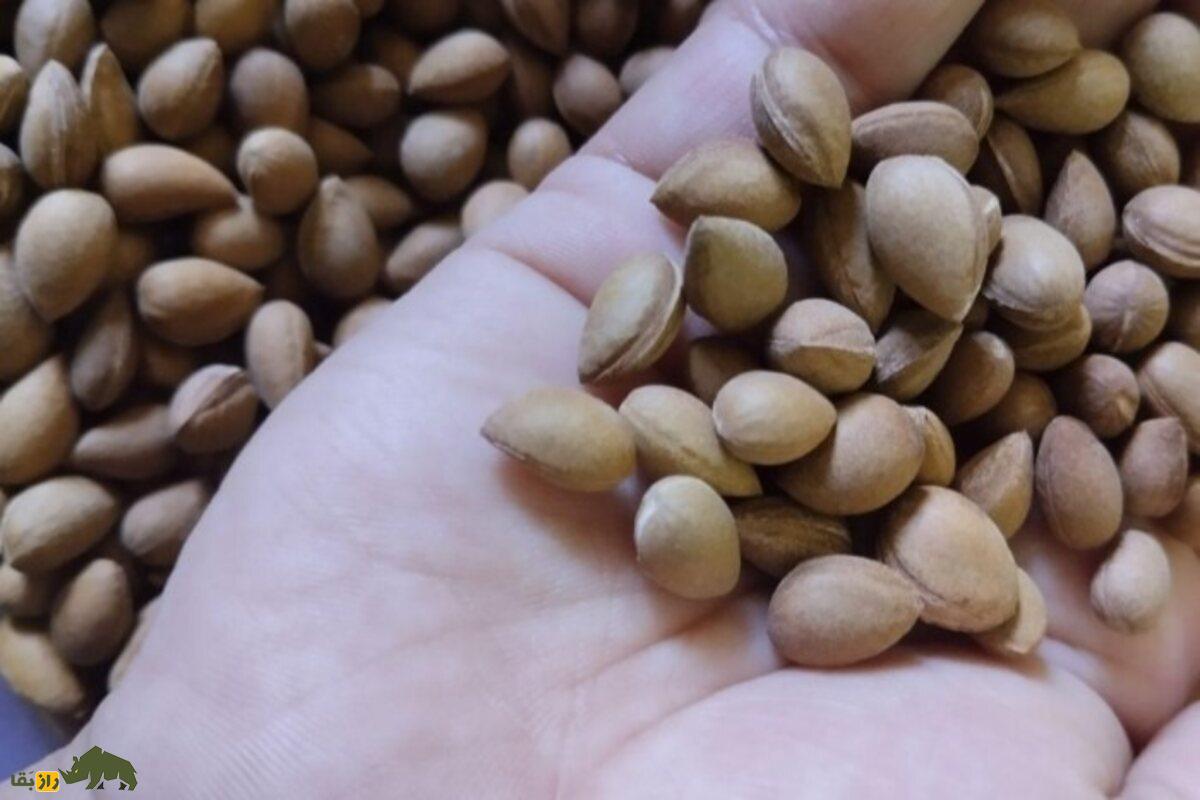 الوک؛ میوهای تلخ و خاص با خواص دارویی که بهترین جایگزین آجیلهای معمولی است الوک؛ میوهای تلخ و خاص با خواص دارویی که بهترین جایگزین آجیلهای معمولی است