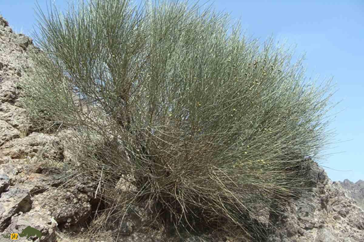 الوک؛ میوهای تلخ و خاص با خواص دارویی که بهترین جایگزین آجیلهای معمولی است الوک؛ میوهای تلخ و خاص با خواص دارویی که بهترین جایگزین آجیلهای معمولی است