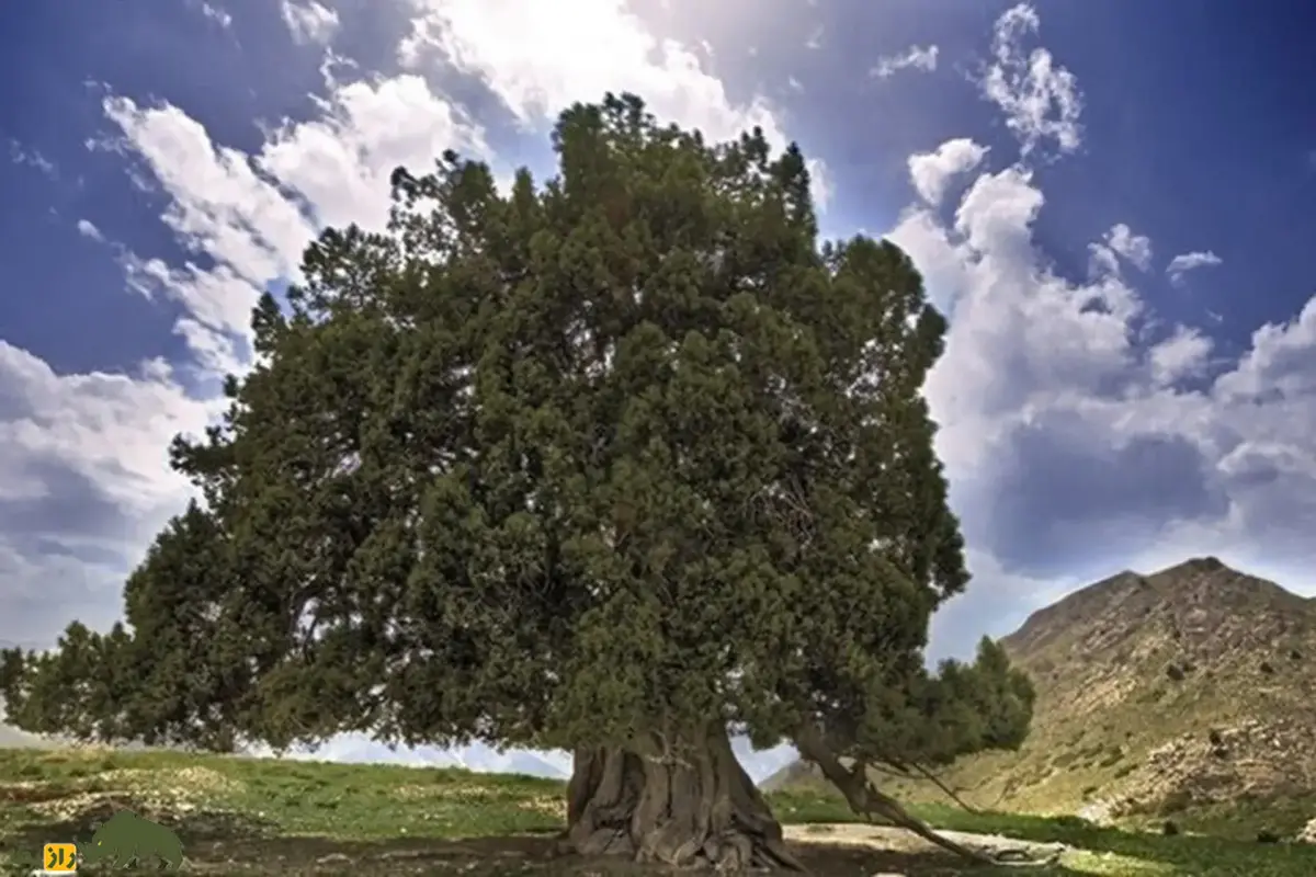 «ارس مراد»؛ این درخت کهنسالترین درخت ایران است