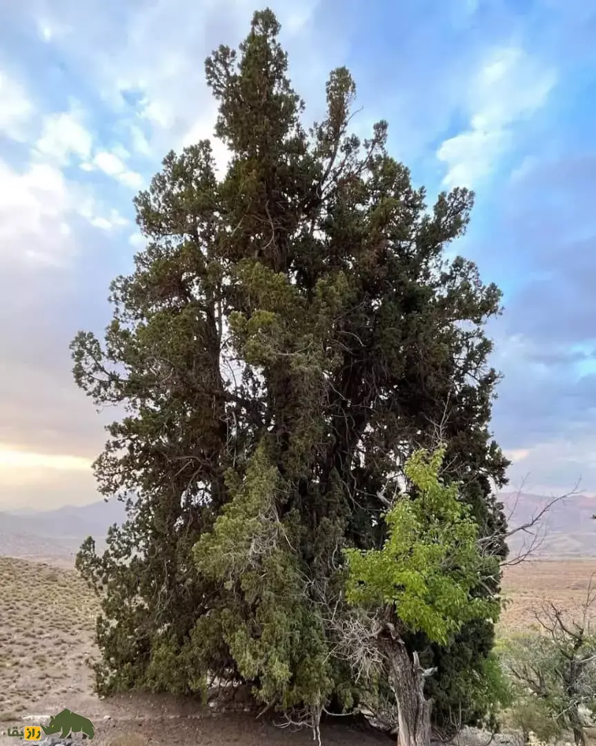«ارس مراد»؛ این درخت کهنسالترین درخت ایران است «ارس مراد»؛ این درخت کهنسالترین درخت ایران است