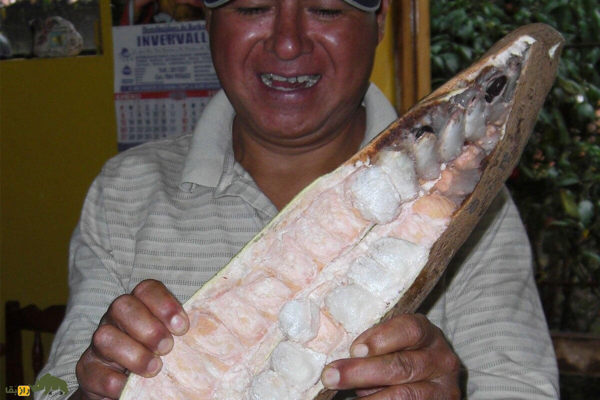 لوبیای بستنی؛ میوهای گرمسیری و بسیار کمیاب با طعمی شبیه بستنی وانیلی که شبیه یک لوبیا است!