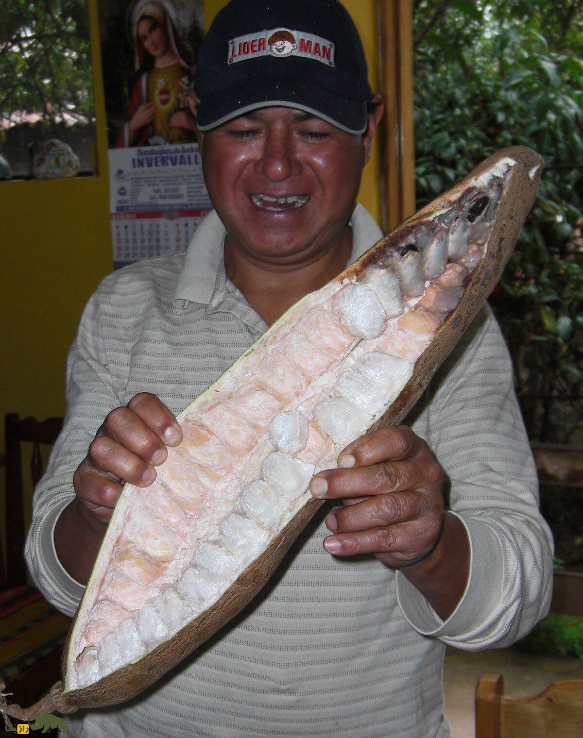 لوبیای بستنی؛ میوهای گرمسیری و بسیار کمیاب با طعمی شبیه بستنی وانیلی که شبیه یک لوبیا است! لوبیای بستنی