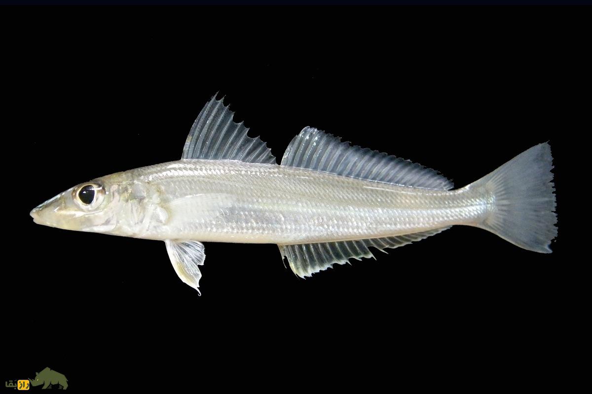 ماهی شورت یا حواصیم؛ ماهی لذیذ جنوبی که در ژاپن کیسو نامیده میشود و در سوشی استفاده میشود