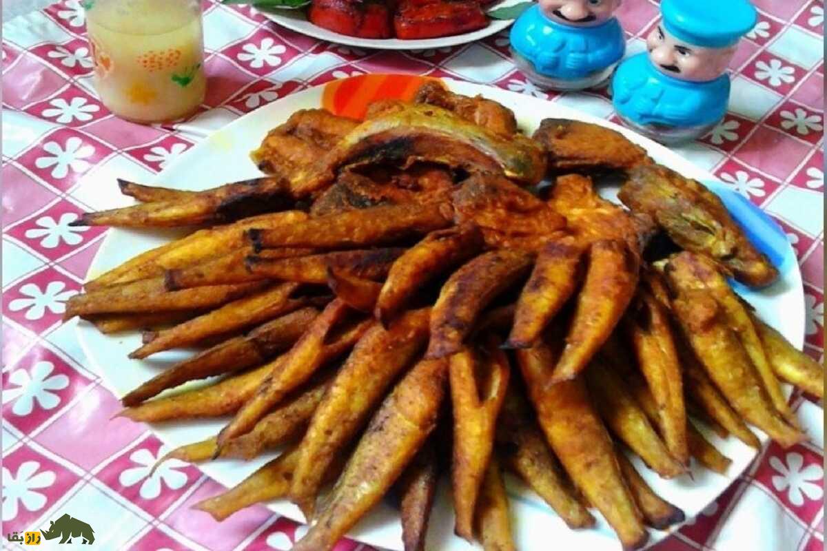 ماهی شورت؛ ماهی لذیذ جنوبی که در ژاپن کیسو نامیده میشود و در سوشی استفاده میشود ماهی شورت؛ ماهی لذیذ جنوبی که در ژاپن کیسو نامیده میشود و در سوشی استفاده میشود