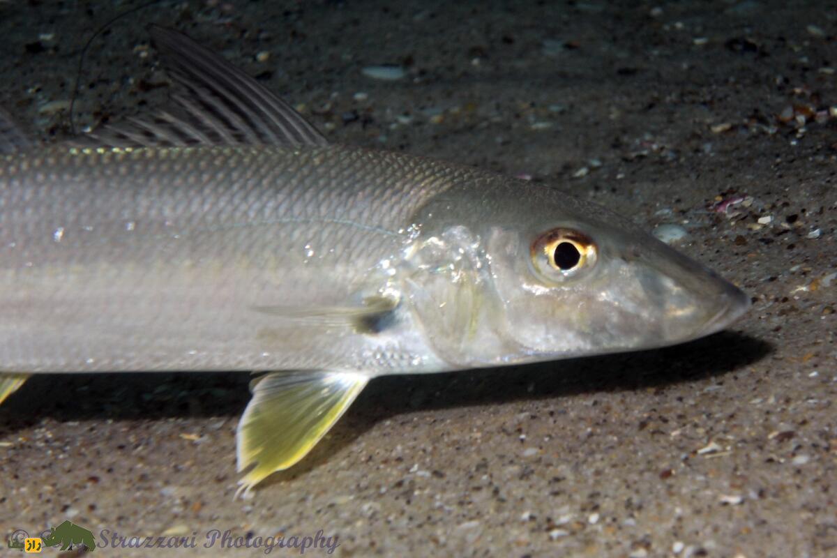 ماهی شورت؛ ماهی لذیذ جنوبی که در ژاپن کیسو نامیده میشود و در سوشی استفاده میشود ماهی شورت؛ ماهی لذیذ جنوبی که در ژاپن کیسو نامیده میشود و در سوشی استفاده میشود