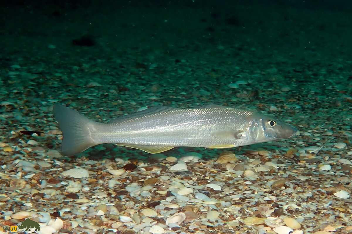 ماهی شورت؛ ماهی لذیذ جنوبی که در ژاپن کیسو نامیده میشود و در سوشی استفاده میشود ماهی شورت؛ ماهی لذیذ جنوبی که در ژاپن کیسو نامیده میشود و در سوشی استفاده میشود