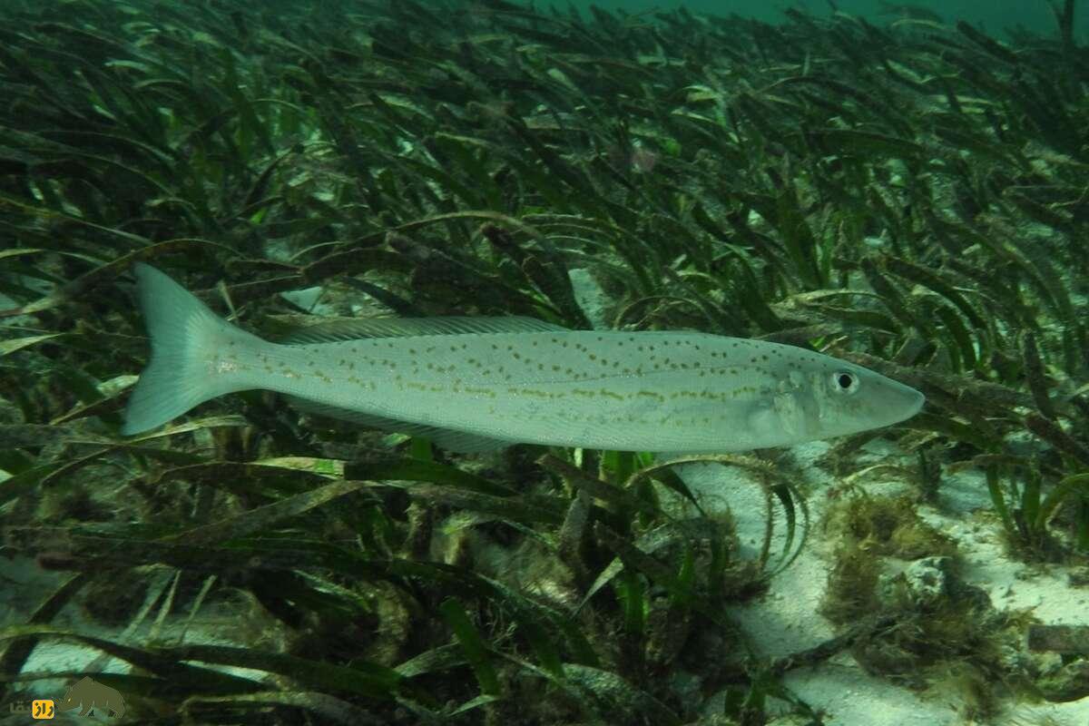 ماهی شورت؛ ماهی لذیذ جنوبی که در ژاپن کیسو نامیده میشود و در سوشی استفاده میشود ماهی شورت؛ ماهی لذیذ جنوبی که در ژاپن کیسو نامیده میشود و در سوشی استفاده میشود