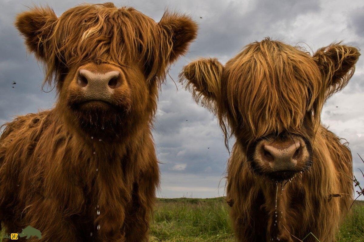 گاو کایلو؛ خوشکل‌ترین گاو دنیا معروف به «تک‌شاخ هایلند» که در آب شنا می‌کند و آینده را پیشگویی می‌کند