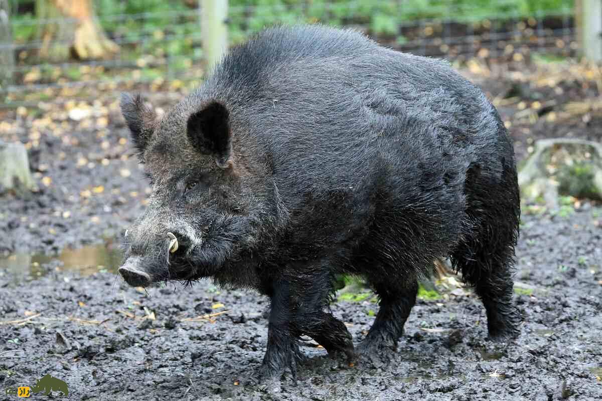 گراز قویتر است یا گرگ و در نبرد تنبهتن گراز و گرگ کدام برنده میشود؟ گراز قویتر است یا گرگ و در نبرد تنبهتن گراز و گرگ کدام برنده میشود؟