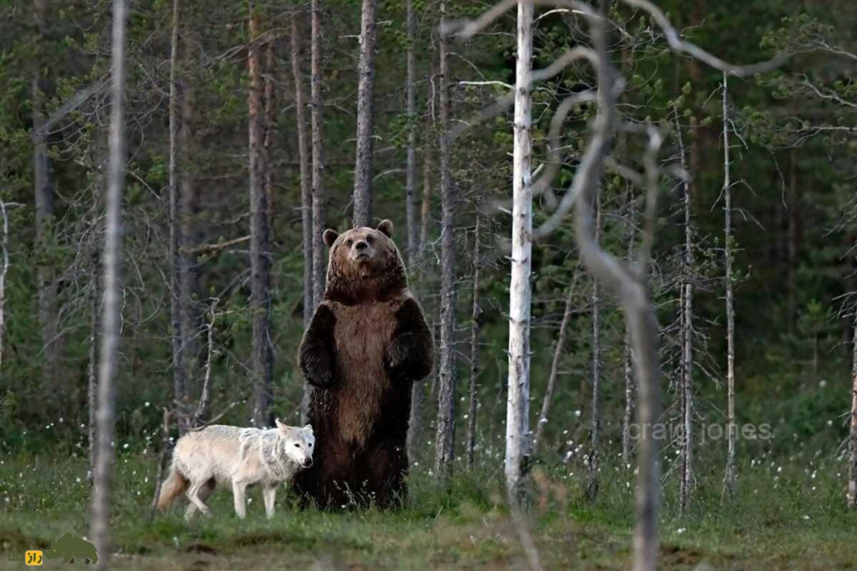 ماجرای واقعی دوستی گرگ ماده و خرس نر؛ ارتباطی نادر که قوانین طبیعت را به چالش کشیده است!