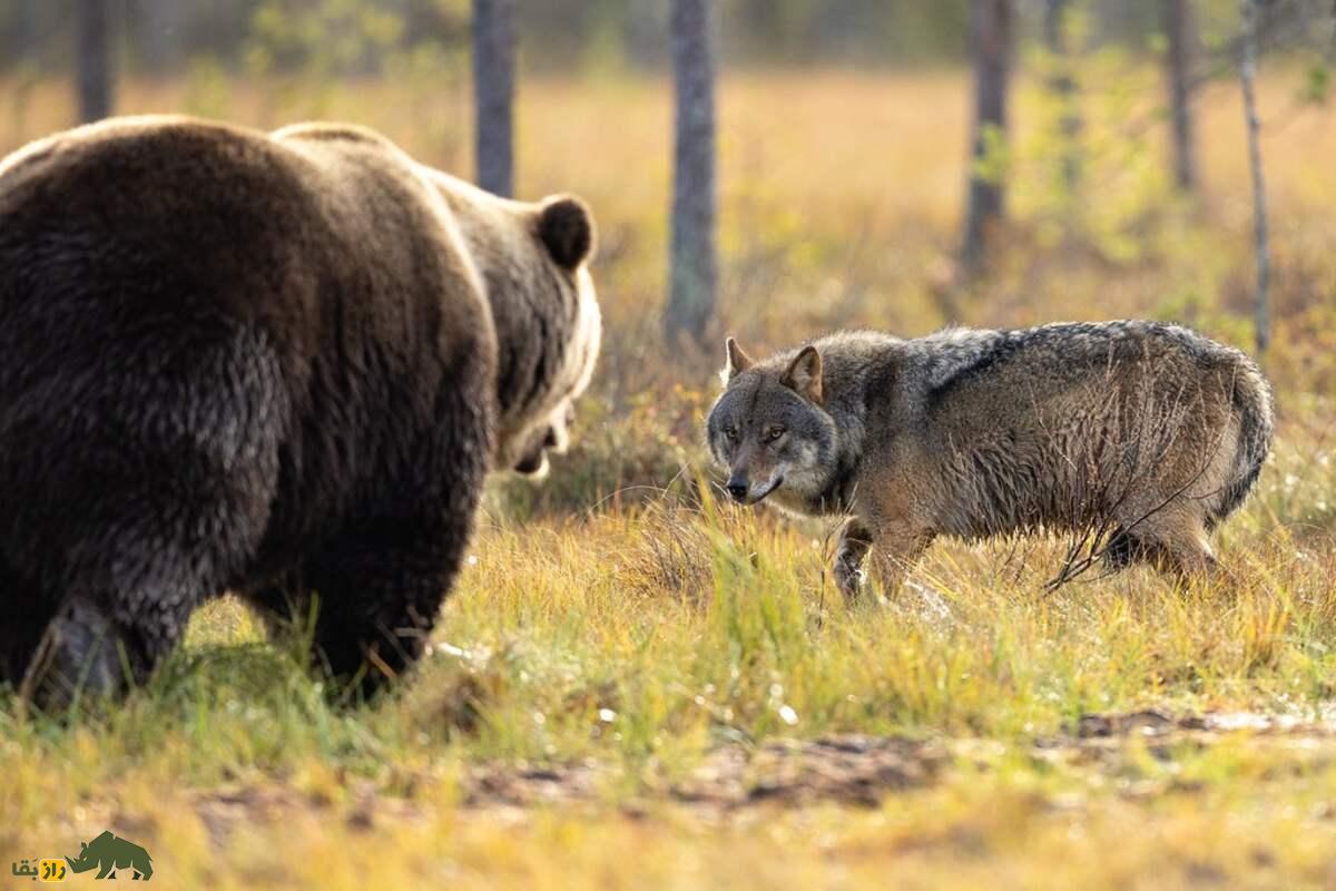 ماجرای واقعی دوستی گرگ و خرس در فنلاند؛ پیوندی نادر که قوانین طبیعت را به چالش کشیده است! ماجرای واقعی دوستی گرگ و خرس در فنلاند؛ پیوندی نادر که قوانین طبیعت را به چالش کشیده است!