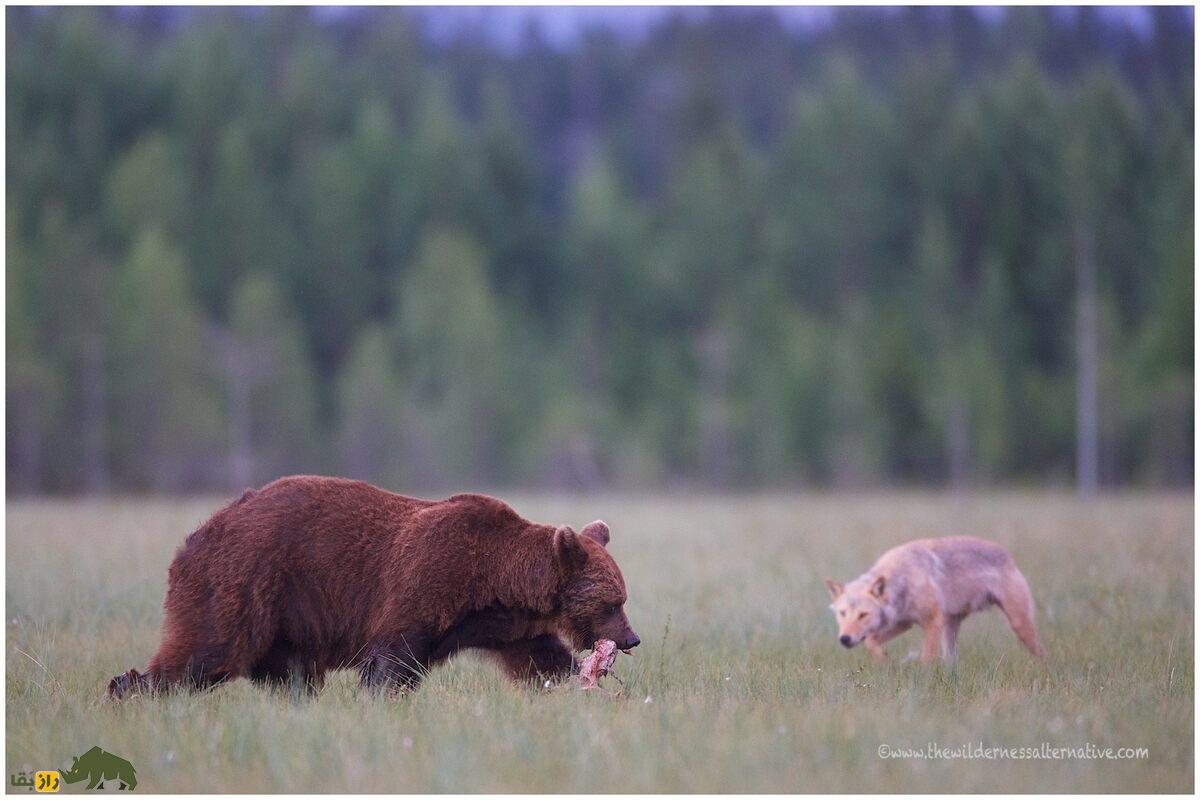 ماجرای واقعی دوستی گرگ و خرس در فنلاند؛ پیوندی نادر که قوانین طبیعت را به چالش کشیده است! ماجرای واقعی دوستی گرگ و خرس در فنلاند؛ پیوندی نادر که قوانین طبیعت را به چالش کشیده است!
