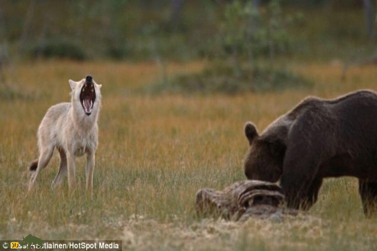 ماجرای واقعی دوستی گرگ و خرس در فنلاند؛ پیوندی نادر که قوانین طبیعت را به چالش کشیده است! ماجرای واقعی دوستی گرگ و خرس در فنلاند؛ پیوندی نادر که قوانین طبیعت را به چالش کشیده است!