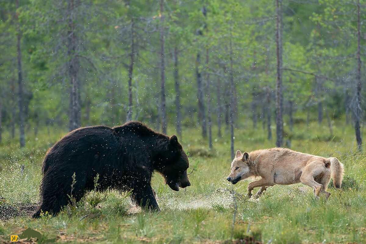ماجرای واقعی دوستی گرگ و خرس در فنلاند؛ پیوندی نادر که قوانین طبیعت را به چالش کشیده است! ماجرای واقعی دوستی گرگ و خرس در فنلاند؛ پیوندی نادر که قوانین طبیعت را به چالش کشیده است!