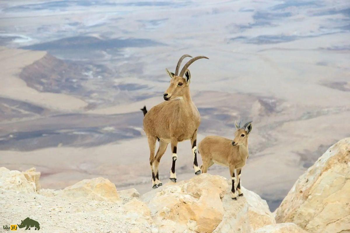 کل نوبی در زاگرس؛ بز کوهی افسانهای با شاخهای مارپیچ و مهارت بینظیر در صخرهنوردی کل نوبی در زاگرس؛ بز کوهی افسانهای با شاخهای مارپیچ و مهارت بینظیر در صخرهنوردی