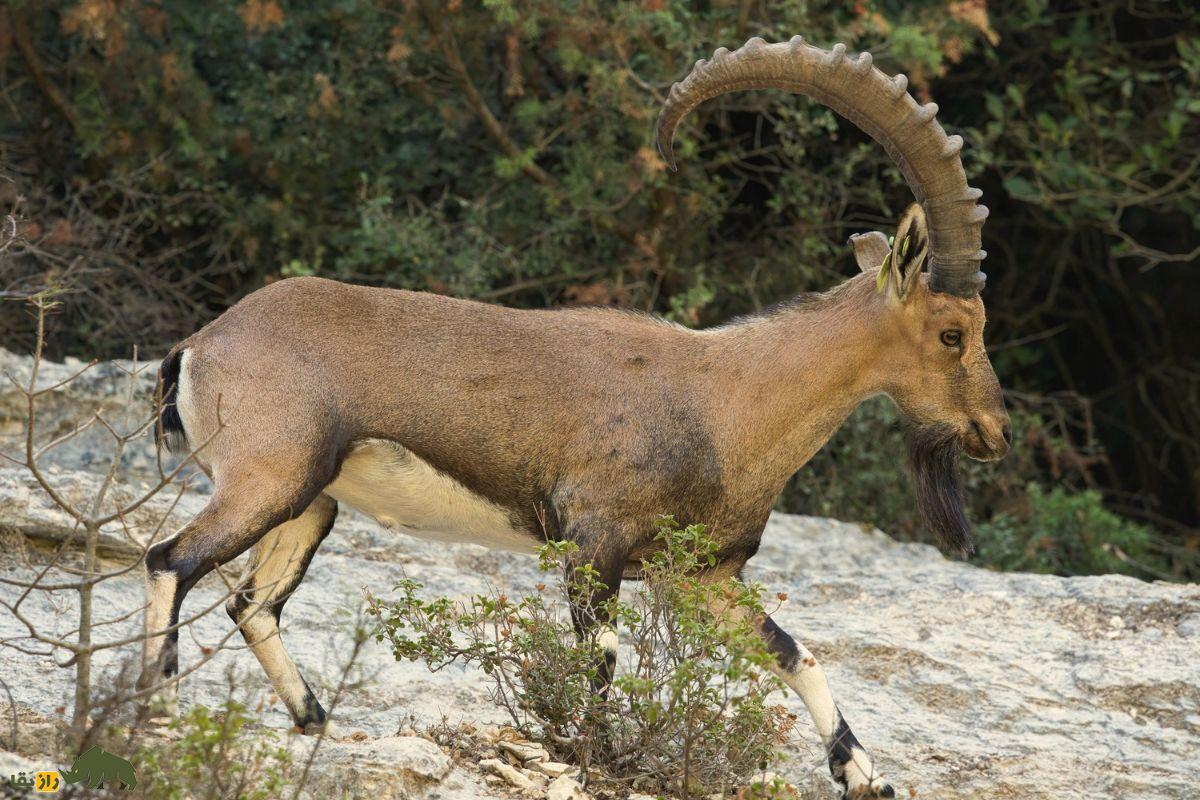 کل نوبی در زاگرس؛ بز کوهی افسانهای با شاخهای مارپیچ و مهارت بینظیر در صخرهنوردی کل نوبی در زاگرس؛ بز کوهی افسانهای با شاخهای مارپیچ و مهارت بینظیر در صخرهنوردی