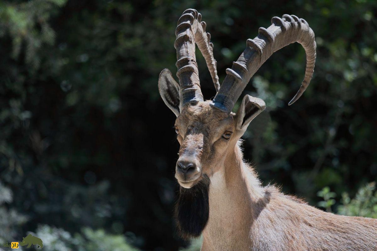 کل نوبی در زاگرس؛ بز کوهی افسانهای با شاخهای مارپیچ و مهارت بینظیر در صخرهنوردی کل نوبی در زاگرس؛ بز کوهی افسانهای با شاخهای مارپیچ و مهارت بینظیر در صخرهنوردی