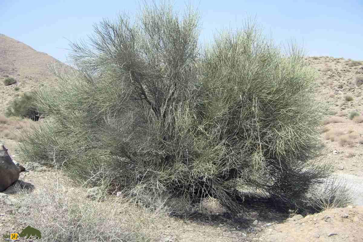 درخت ارژن؛ طلای سبز کوهستانهای ایران که یکی از محکمترین چوبهای طبیعت را دارد و بهترین چوب برای ساخت خانه است