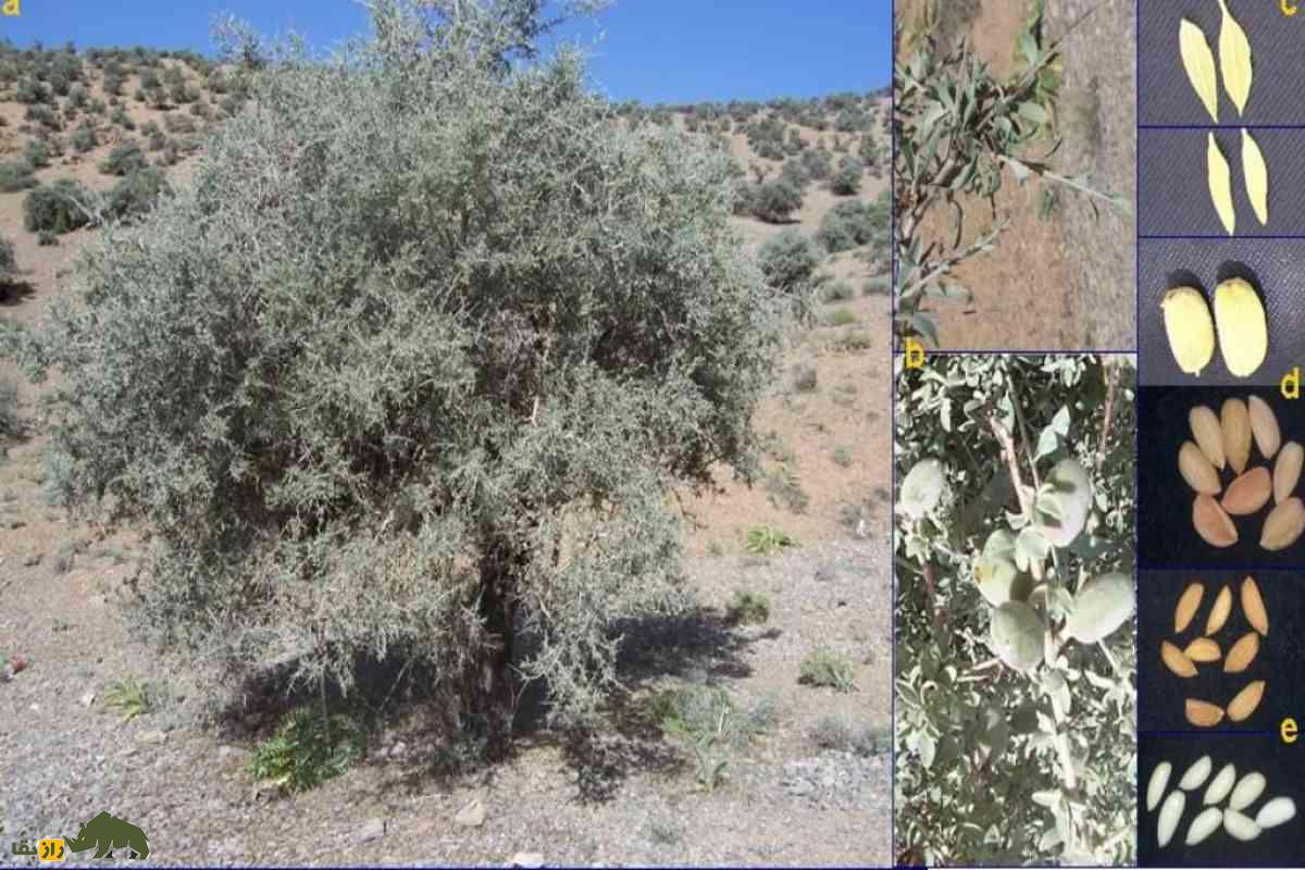 درخت ارژن؛ میراث سختجان کوهستانهای ایران با یکی از سختترین چوبهای طبیعت درخت ارژن؛ میراث سختجان کوهستانهای ایران با یکی از سختترین چوبهای طبیعت