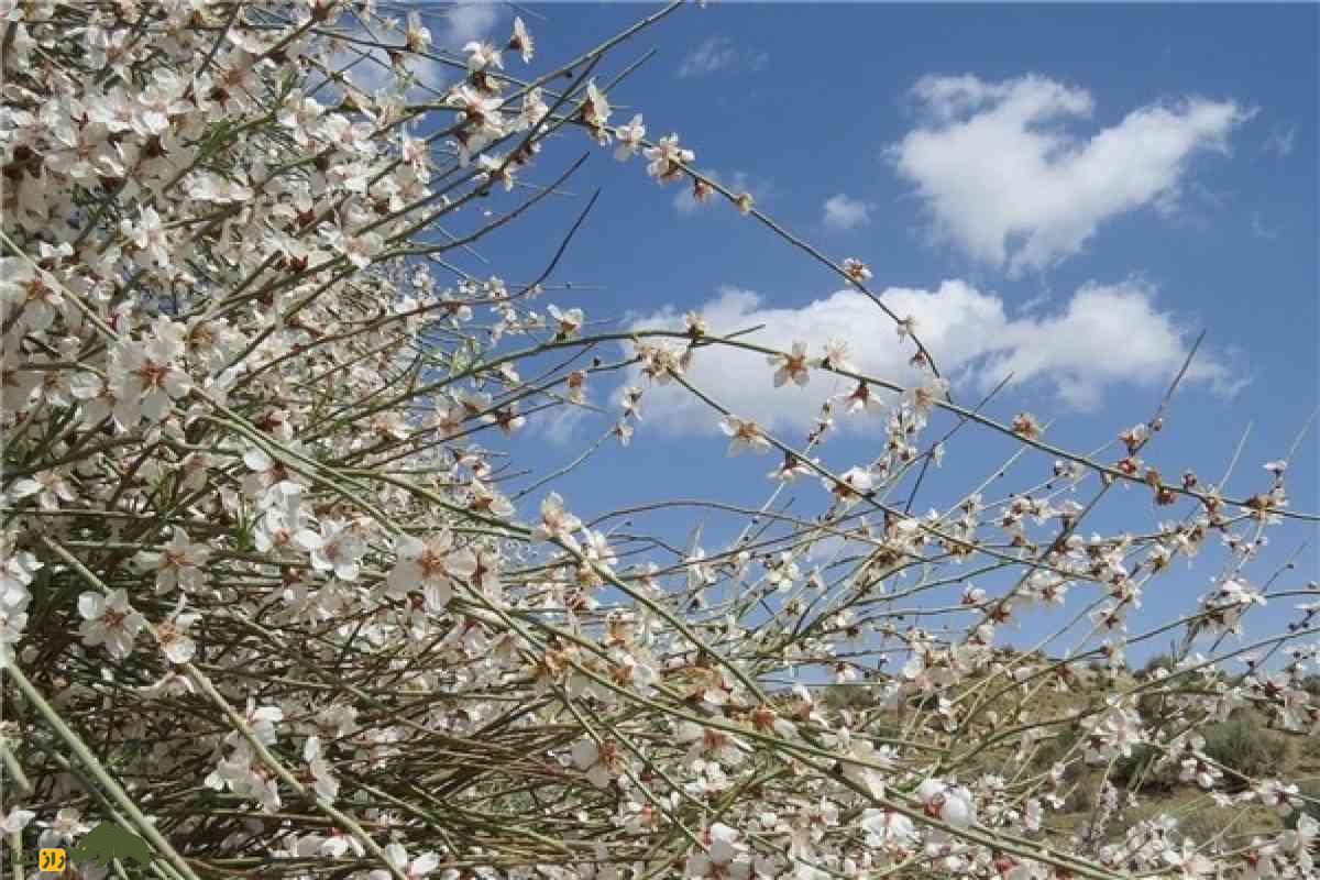 درخت ارژن؛ میراث سختجان کوهستانهای ایران با یکی از سختترین چوبهای طبیعت درخت ارژن؛ میراث سختجان کوهستانهای ایران با یکی از سختترین چوبهای طبیعت