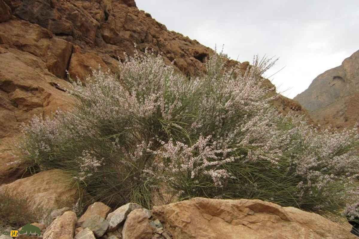 درخت ارژن؛ میراث سختجان کوهستانهای ایران با یکی از سختترین چوبهای طبیعت درخت ارژن؛ میراث سختجان کوهستانهای ایران با یکی از سختترین چوبهای طبیعت