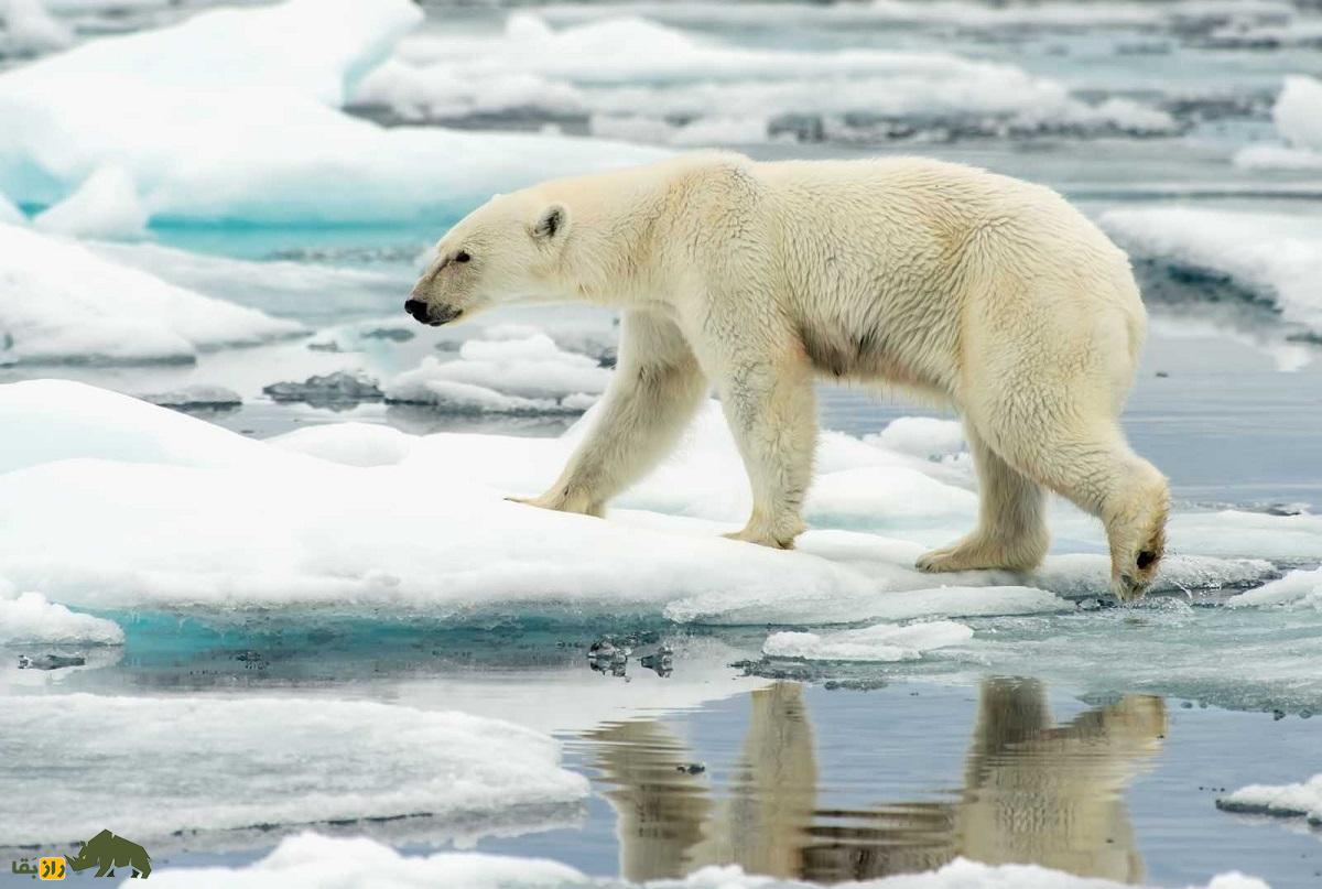 خرس قطبی و شیر؛ برنده کدام است، غول ۷۰۰ کیلویی قطب شمال یا درنده ۲۵۰ کیلویی آفریقا؟ خرس قطبی