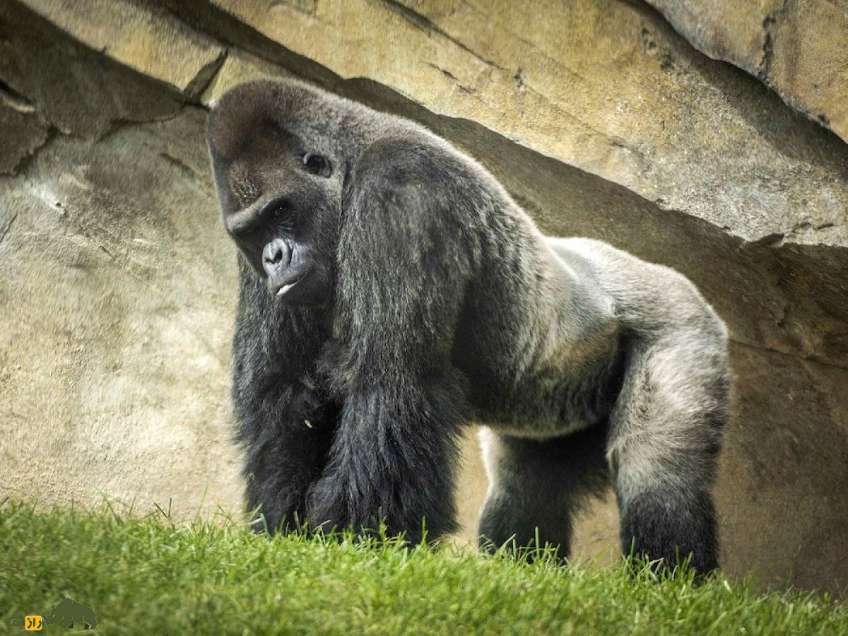 گوریل نر پشت‌نقره‌ای