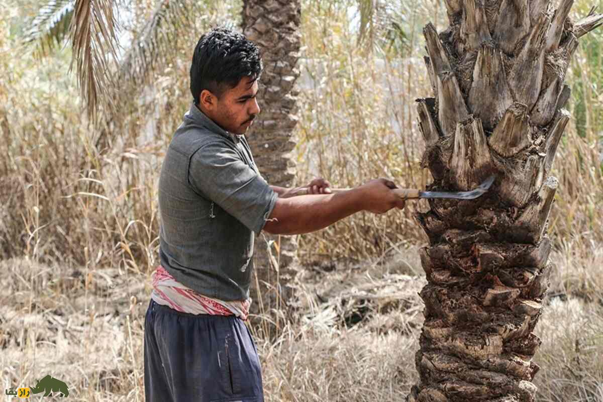 هرس درخت نخل؛ کشف روشی عجیب توسط مردم جنوب ایران برای هرس کردن نخل خرما هرس درخت نخل؛ کشف روشی عجیب توسط مردم جنوب ایران برای هرس کردن نخل خرما