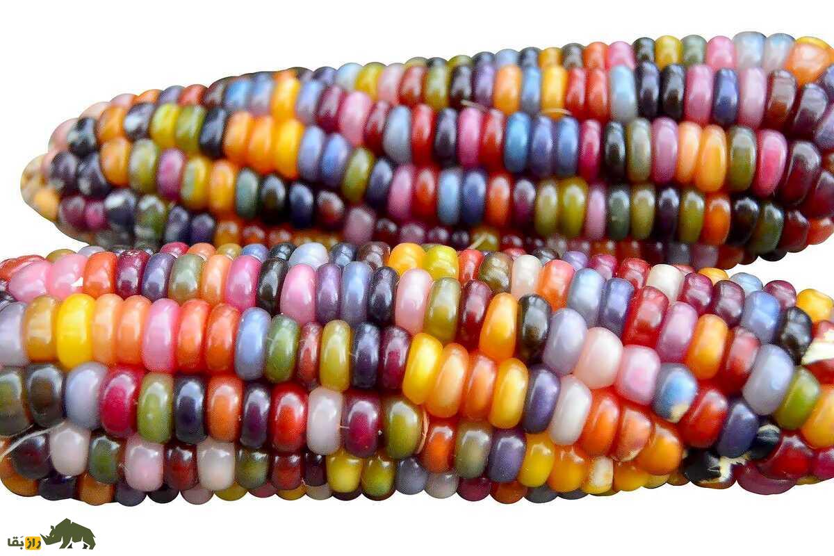 ذرت جواهری؛ زیباترین ذرت جهان با دانههای شفاف و رنگی برای تزئین و تهیه پاپکورن ذرت جواهری؛ زیباترین ذرت جهان با دانههای شفاف و رنگی برای تزئین و تهیه پاپکورن