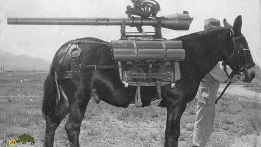 حیوانات در جنگ‌ها؛ چگونه سگ‌ها، دلفین‌ها و پرندگان به ابزار‌های جاسوسی نظامی تبدیل شدند