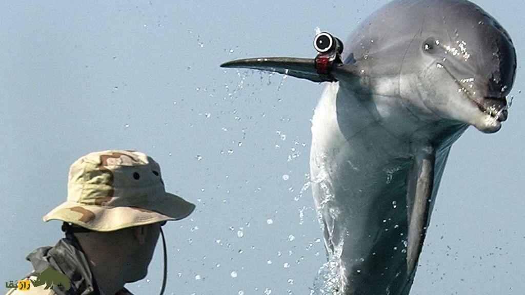 حیوانات در جنگ‌ها؛ چگونه سگ‌ها، دلفین‌ها و پرندگان به ابزار‌های جاسوسی نظامی تبدیل شدند