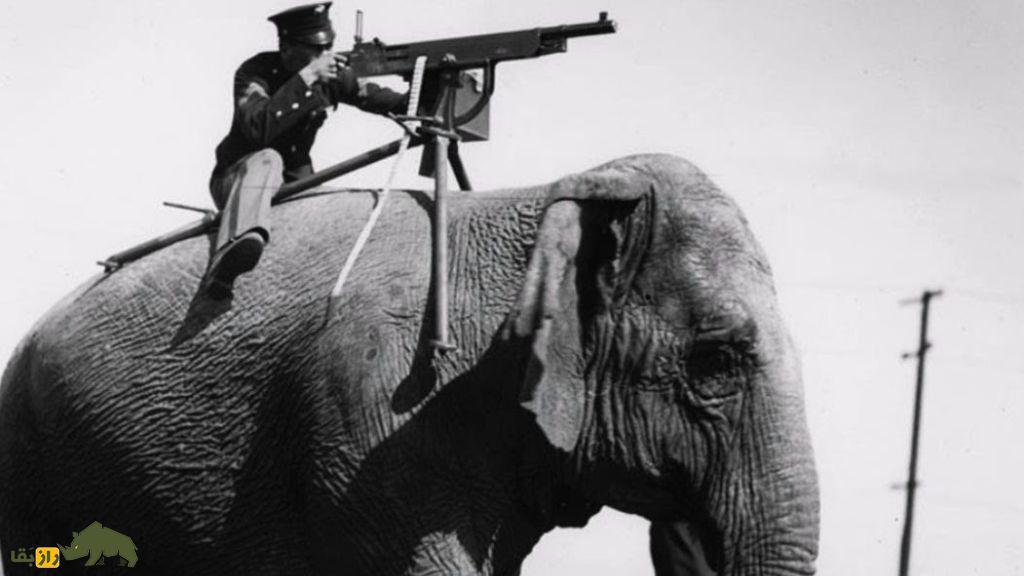 حیوانات در جنگ‌ها؛ چگونه سگ‌ها، دلفین‌ها و پرندگان به ابزار‌های جاسوسی نظامی تبدیل شدند