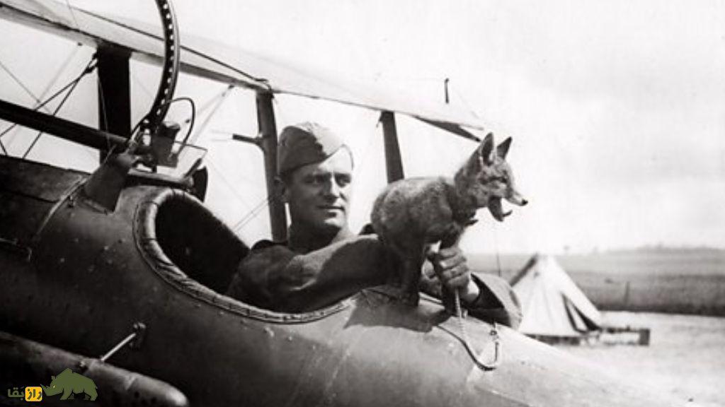 حیوانات در جنگ‌ها؛ چگونه سگ‌ها، دلفین‌ها و پرندگان به ابزار‌های جاسوسی نظامی تبدیل شدند