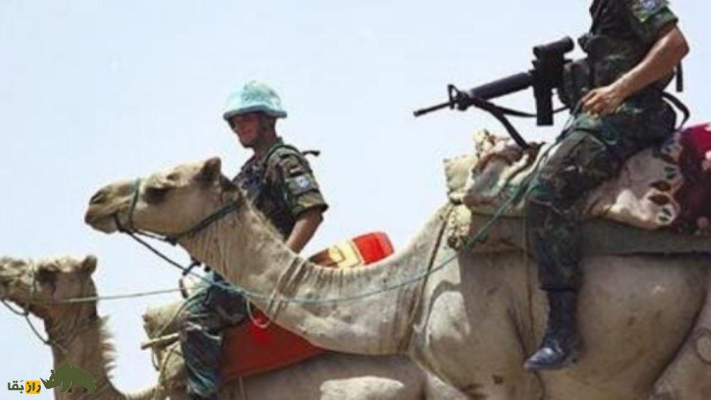 حیوانات در جنگ‌ها؛ چگونه سگ‌ها، دلفین‌ها و پرندگان به ابزار‌های جاسوسی نظامی تبدیل شدند