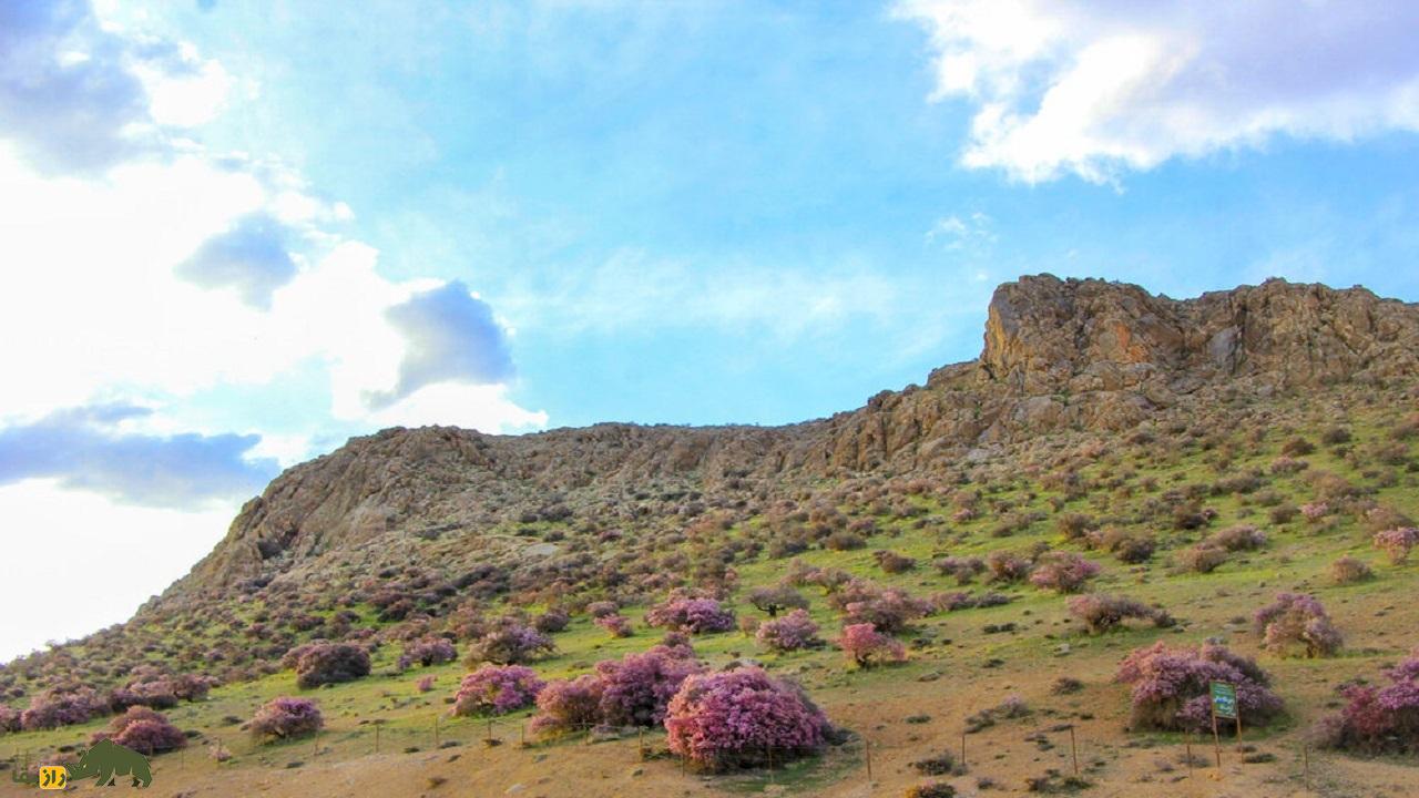 درخت ارژن؛ طلای سبز کوهستانهای ایران که یکی از محکمترین چوبهای طبیعت را دارد و بهترین چوب برای ساخت خانه است درخت ارژن