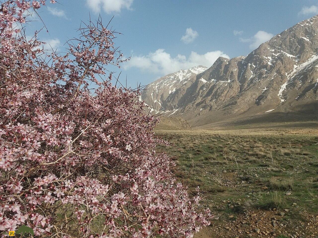 درخت ارژن؛ طلای سبز کوهستانهای ایران که یکی از محکمترین چوبهای طبیعت را دارد و بهترین چوب برای ساخت خانه است درخت ارژن