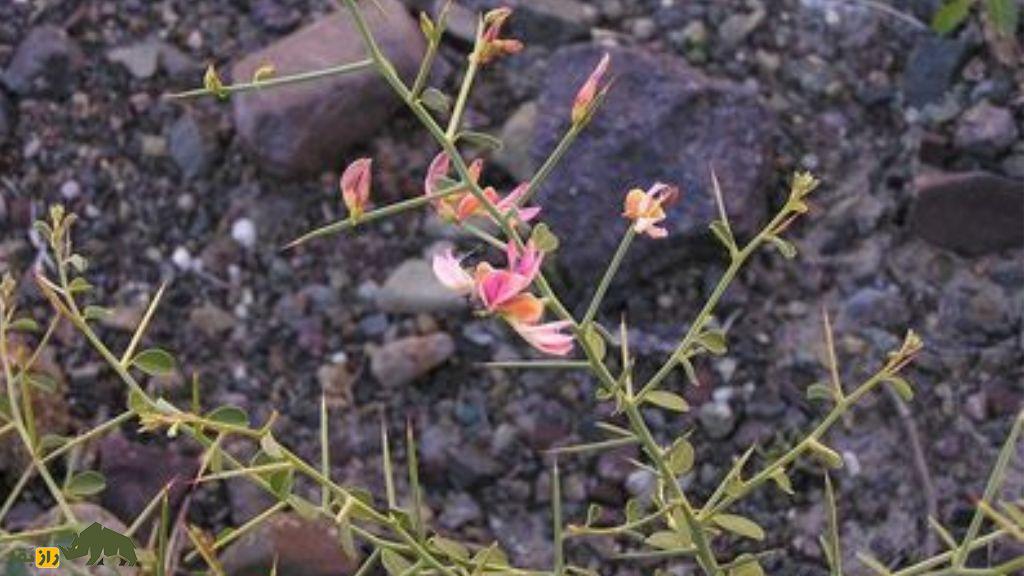 کشت خاروآبست؛ ابتکار کشاورزان فارس برای تولید هندوانههای شیرین در دل بیابان کشت خاروآبست؛ ابتکار کشاورزان فارس برای تولید هندوانههای شیرین در دل بیابان