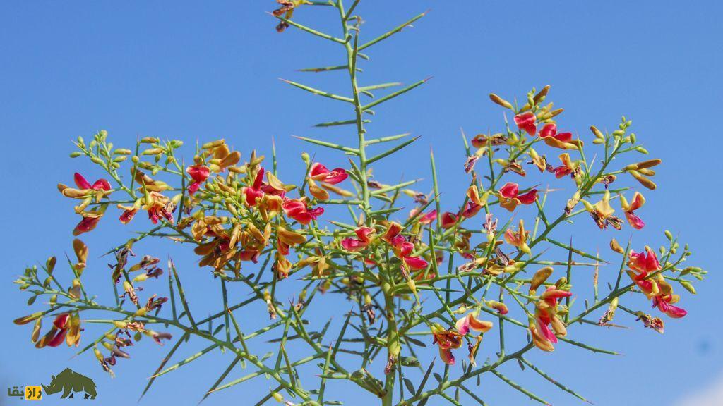 کشت خاروآبست؛ ابتکار کشاورزان فارس برای تولید هندوانههای شیرین در دل بیابان کشت خاروآبست؛ ابتکار کشاورزان فارس برای تولید هندوانههای شیرین در دل بیابان